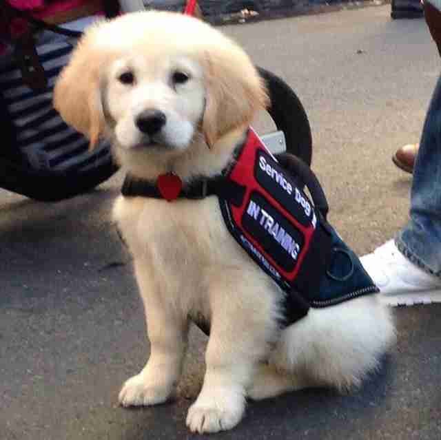 Rescues and Trains Dogs to Provide Therapy to Veterans