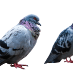 Pigeons